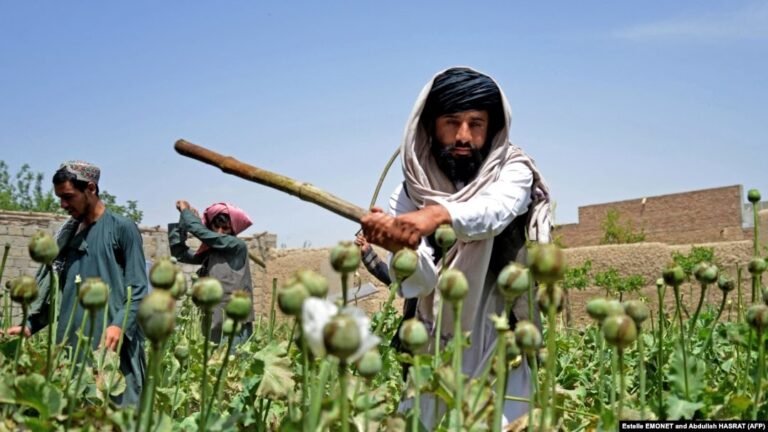 د طالبانو حکومت؛نړۍ باید مونږ د نشه‌يي توکو پر وړاندې مبارزې ته یوازې پرېنږدي