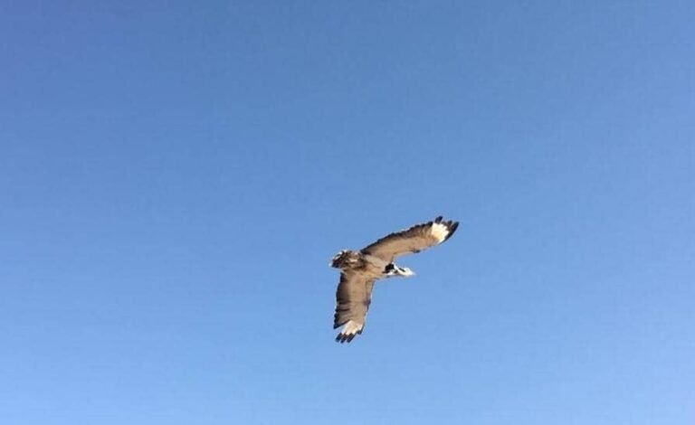 طالبانو؛هرات کې ۳۰ بېلابېل وحشي مرغان طبعیت کې خوشي کړي