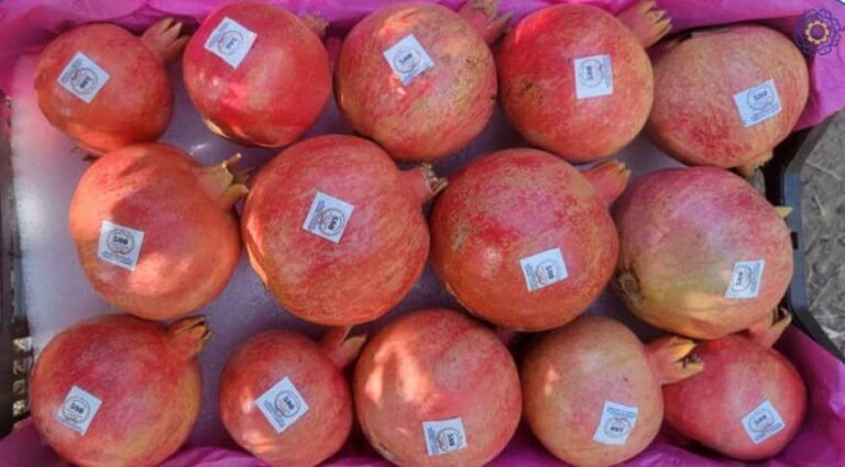 د طالبانو حکومت:قزاقستان ته مو ۲۳ ټنه کندهاري انار صادر کړل