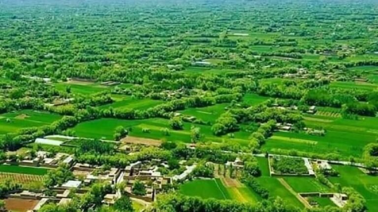 د ازادۍ په نوم جبهه:کاپیسا کې مو څلور طالبانو ته مرګ ژوبله واړوله