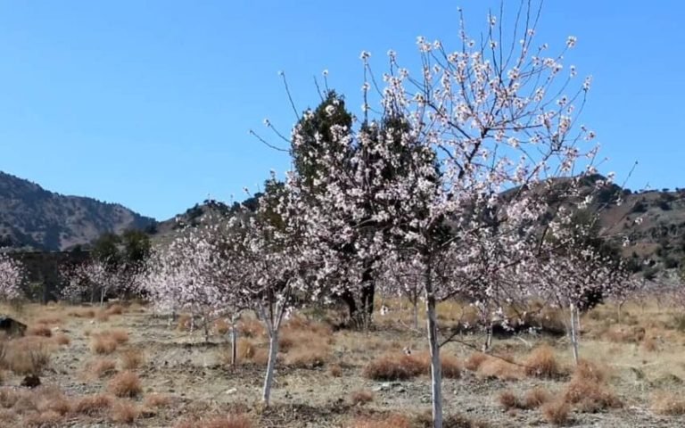 خوست؛د تڼیو اوسیدونکو په غرنیو سیمو کې د بادامو بڼونه جوړ کړي