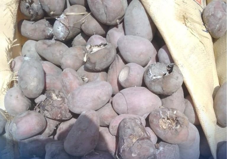 د طالبانو حکومت؛تورخم کې ۳۵ ټنه خراب کچالو بېرته پاکستان ته ستانه کړي