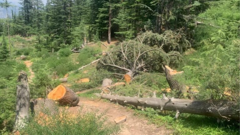 د ملګرو ملتونو د خوړو او کرنې سازمان:افغانستان کې ځنګلونه د له منځه تللو ګواښ سره مخ دي