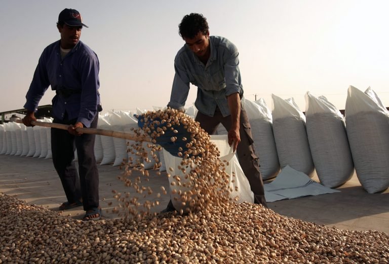 ایران؛د پستې د حاصلاتو پر مهال د بې‌اسناده افغان کارګرو د نه ګومارنې خبرداری ورکړل شوی