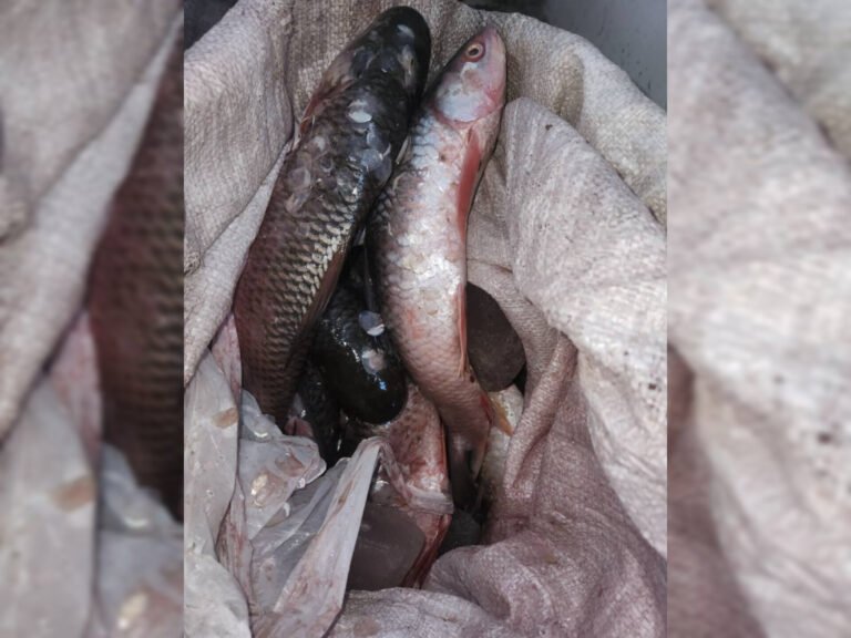 د طالبانو حکومت:په تورخم کې ۵۰۰ کیلو ګرامه د کبانو غوښه چې پاکستان نه راوړل کېده، ونیول شوه