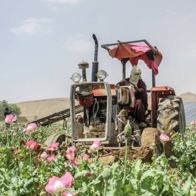 د ملګرو ملتونو د نشه‌یي توکو او جرمونو دفتر:افغان کروندګر د کوکنارو له عاید پرته اقتصادي بحران سره مخ دي