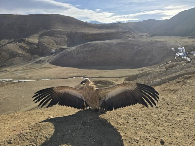 د طالبانو حکومت:بامیان کې ۴۱ښکاري مارغان طبیعت ته خوشې شول