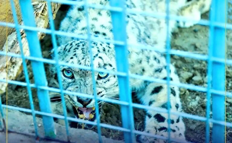 د طالبانو حکومت:واخان کې نیول شوی واورین پړانګ بیرته طبیعت ته خوشې شو