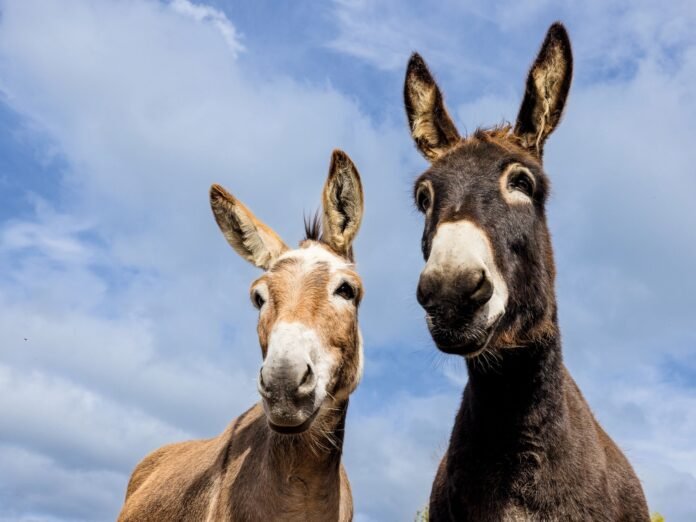 Donkey Sanctuary, Sidmouth; Dr Faith Burden